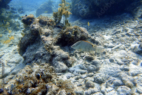 Fototapeta Naklejka Na Ścianę i Meble -  Hogfish swimming through the rock and coral reef.