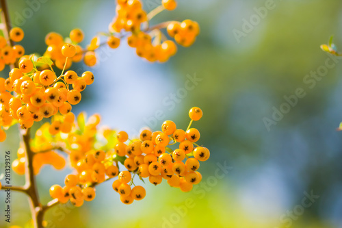 Pyracantha yellow berries on the branches. Firethorn (Pyracantha coccinea) berries on blurred background. Ripe fruits in the autumn garden