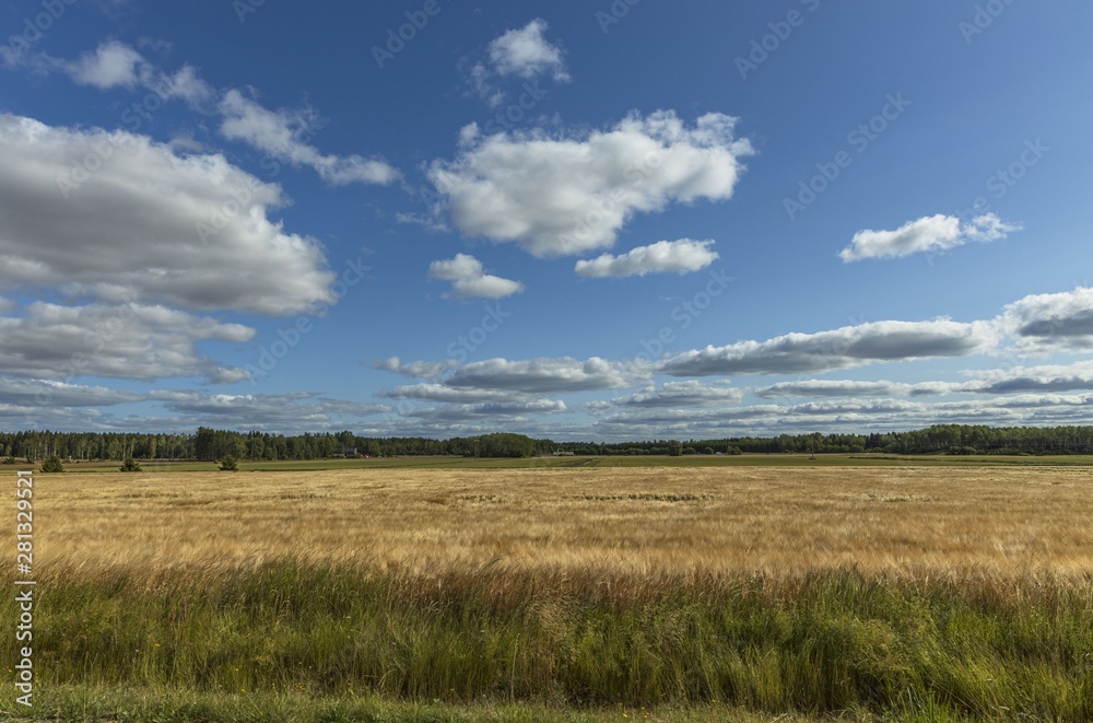 Gorgeous view of wheat field on blue sky background. Nice nature landscape.
