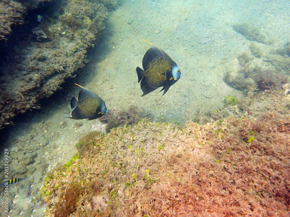 Obraz premium French Angelfish swimming in the ocean.