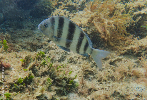 Sheepshead fish swimming through the coral and rock reef.