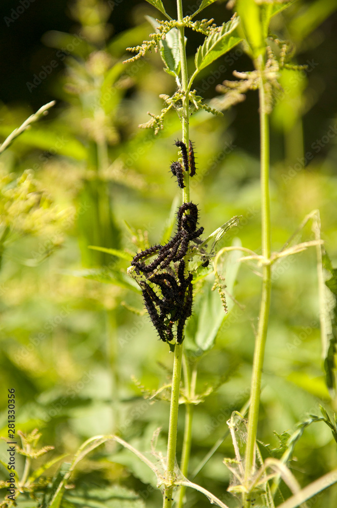 colony of caterpillars Peacock eye (Latin Inachis io). Black caterpillars on the nettle