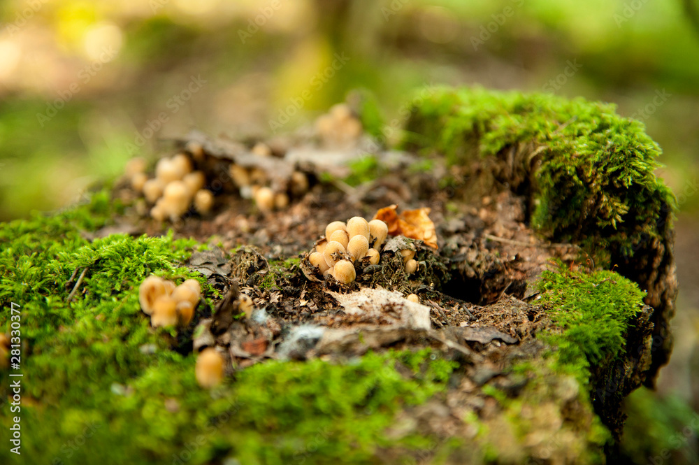 young brown mushrooms on an old stump with moss. young brown mushrooms on an old stump with moss.