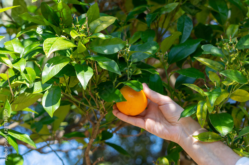La mano recoge la naranja del árbol