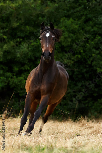 Pferd auf der Koppel