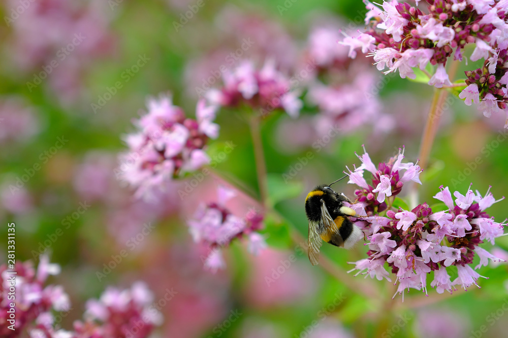 bumblebee sits on a flower and collects nectar bumblebee sits on a flower and collects nectar