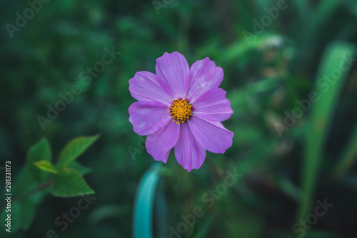 Beautiful cosmos flowers in the garden. flowers in natural environment