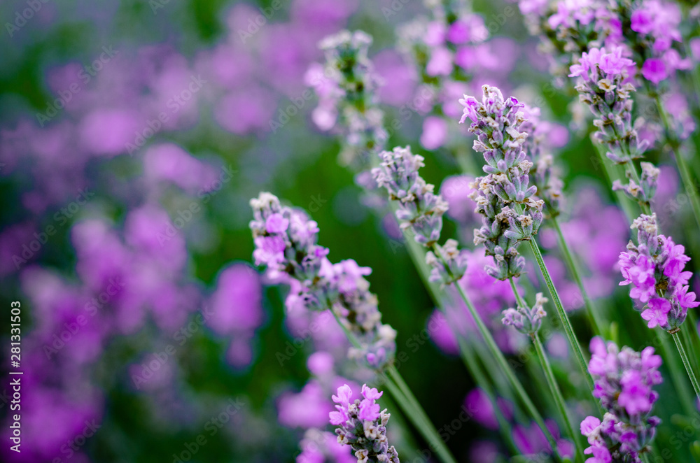 Branches of flowering lavender. Can be used as background Branches of flowering lavender. Can be used as background