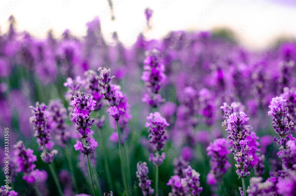 Branches of flowering lavender. Can be used as background