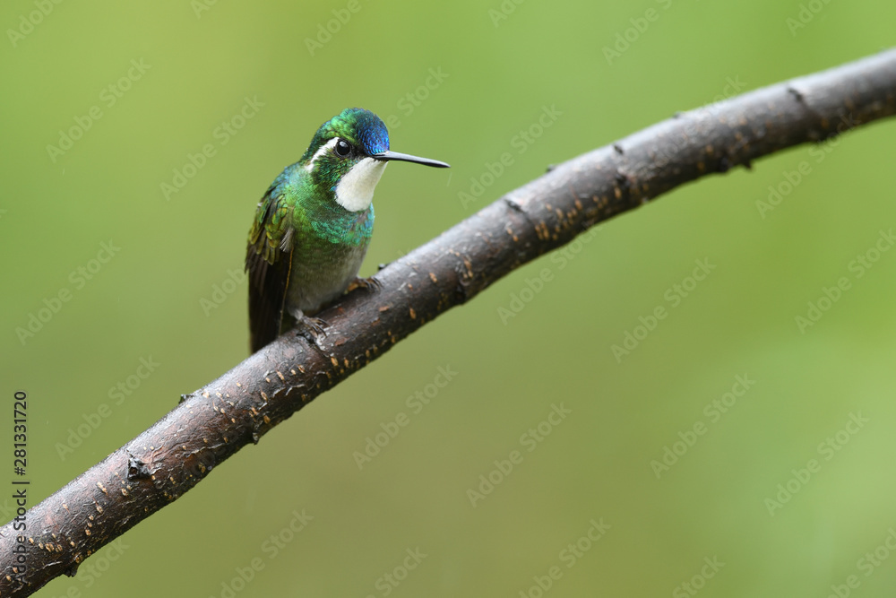 Fototapeta premium White-throated Mountain-gem sitting on branch