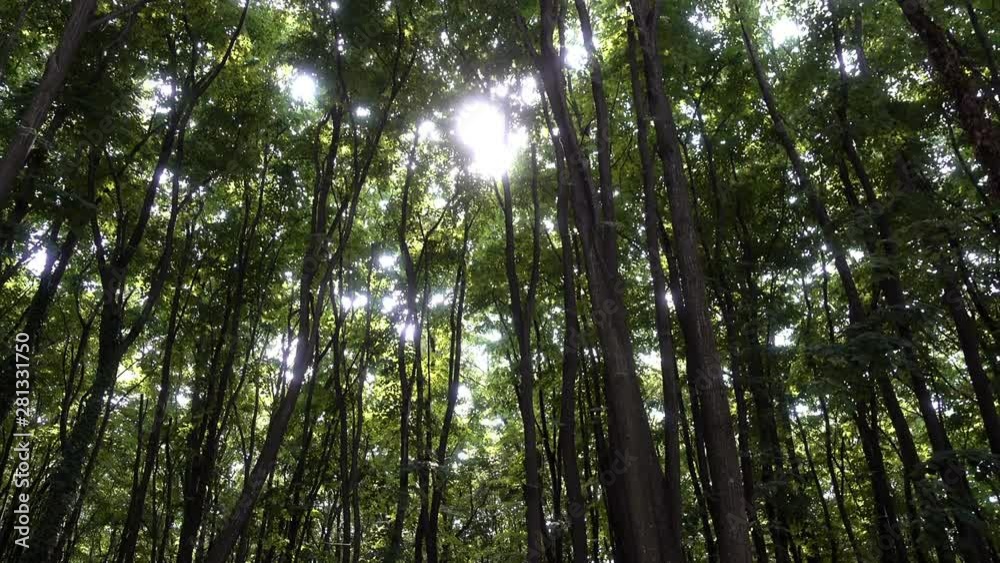 View of the trunks and dense green crowns of trees in the forest and sunlight penetrating through them. View of the trunks and dense green crowns of trees in the forest and sunlight penetrating through them.