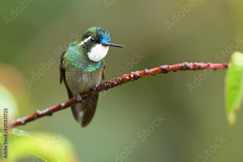 White-throated Mountain-gem sitting on branch photo