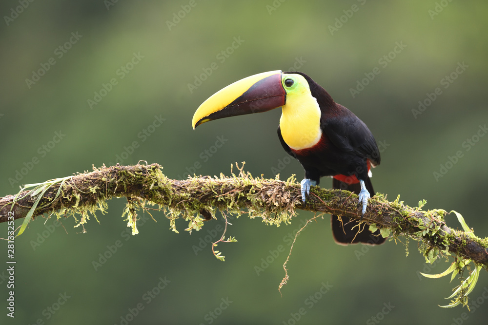 Fototapeta premium Yellow-throated toucan sitting on moss branch