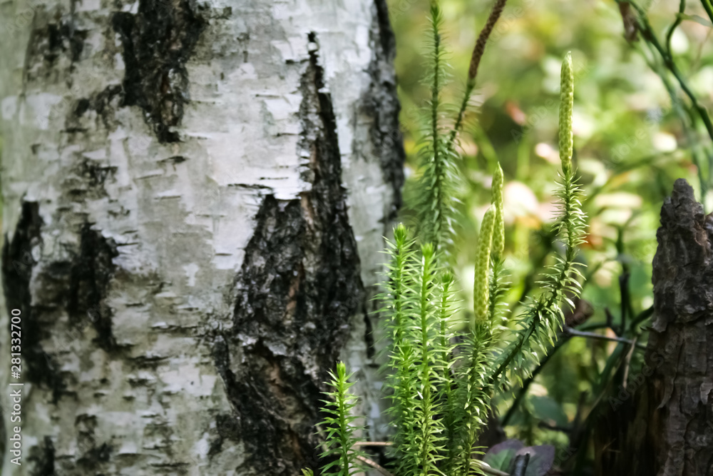 Fototapeta premium tree and grass in the forest