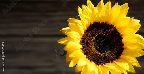 Beautiful single fresh yellow sunflower on dark wooden board whit copy space