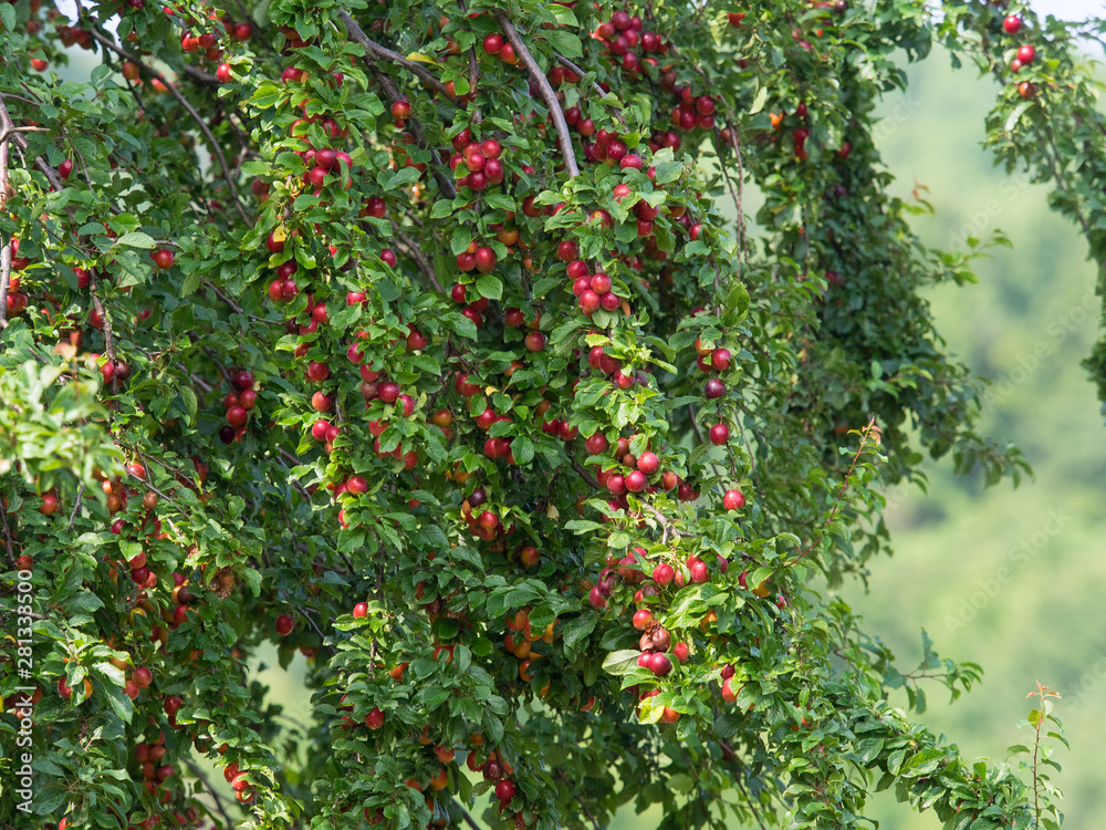 Detail of Cherry plum full of organic ripe fruits