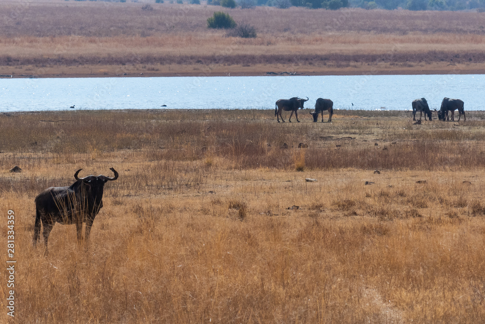 Naklejka premium Animals on Safari in South Africa