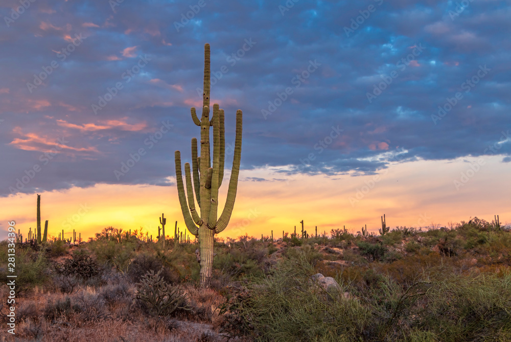 Sagurao Cactus At Sunset In Scottsdale Arizona near Browns Ranch