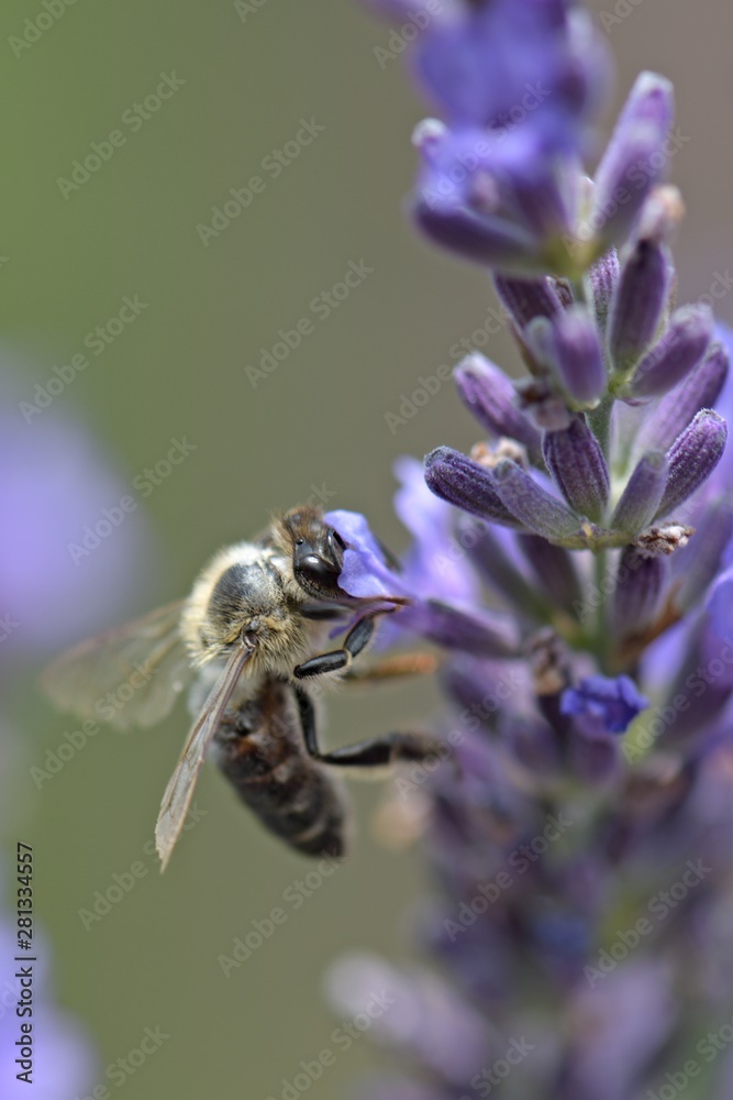 Honey bee on a lavender and collecting polen. Flying honeybee. Honey bee on a lavender and collecting polen. Flying honeybee.