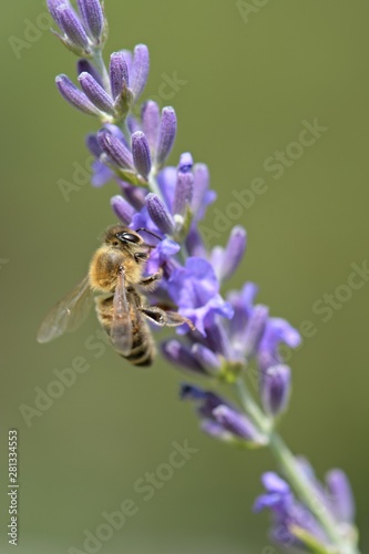 Honey bee on a lavender and collecting polen. Flying honeybee.  © muro