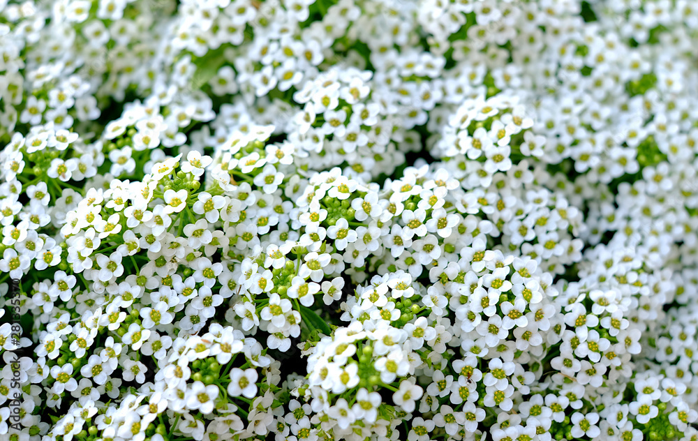 Small white flowers backdrop or background graphic element. Small white flowers backdrop or background graphic element.