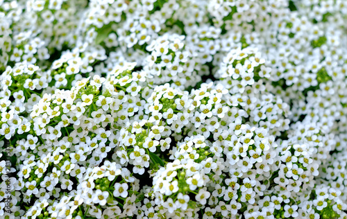 Small white flowers backdrop or background graphic element.