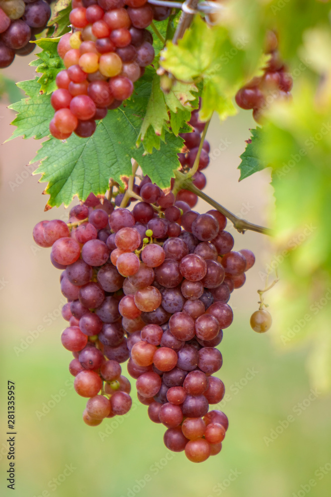 Weissweintrauben am Rebstock, Rebsorte Gewuerztraminer