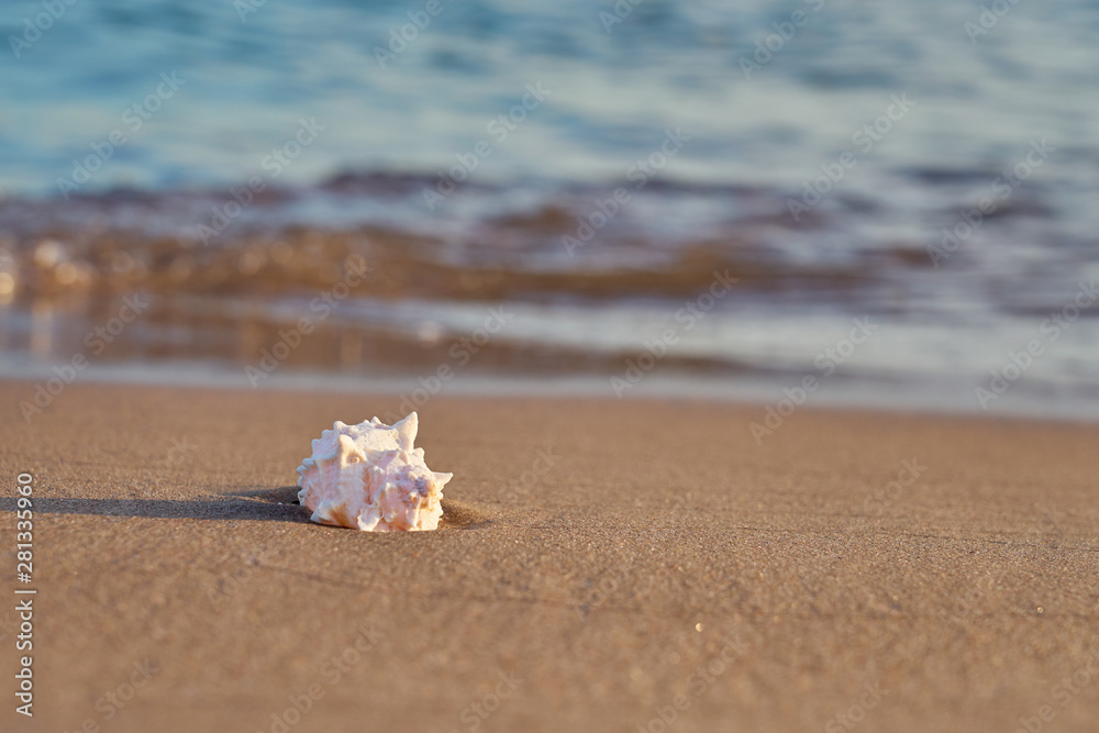 Sea shell on sandy beach with blurred sea water with waves on a background. Copy space. Sea shell on sandy beach with blurred sea water with waves on a background. Copy space.
