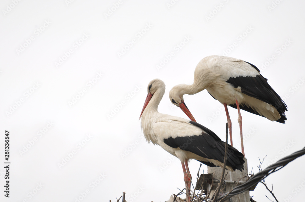 Fototapeta premium Two adult stork in nest on concrete pole. Bird with long legs. White stork on cloudy sky