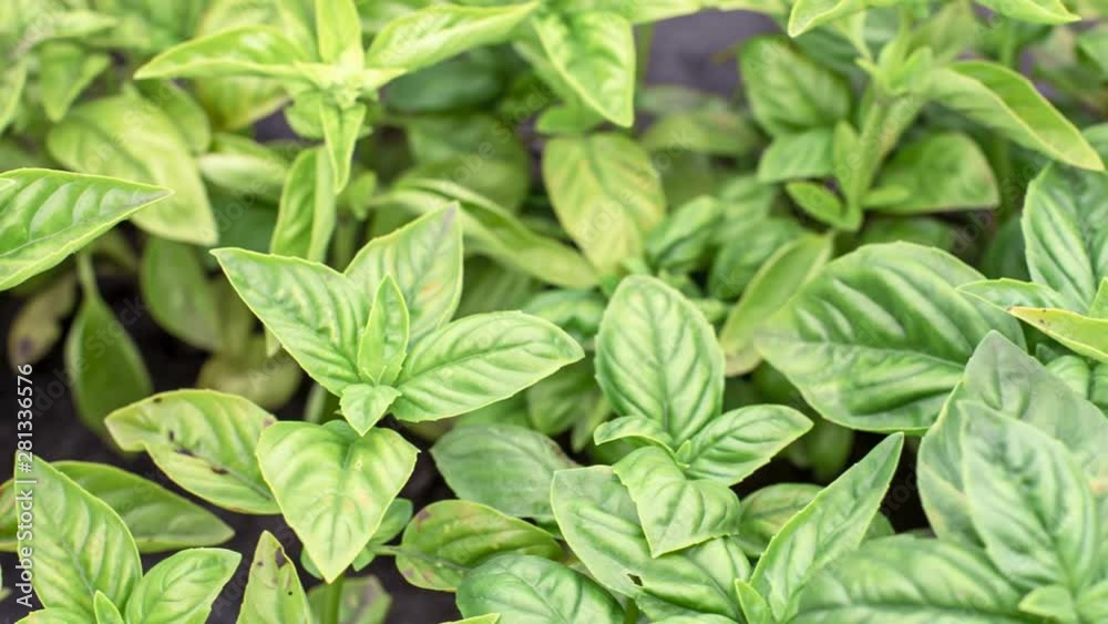 Green basil bed closeup, dolly shot Green basil bed closeup, dolly shot