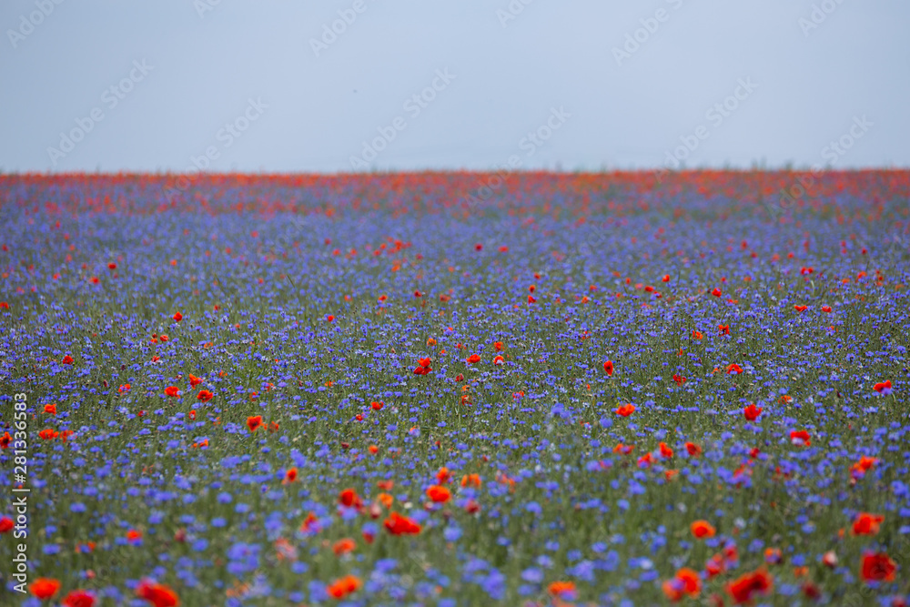 rote Mohnblumen und blaue Kornblumen