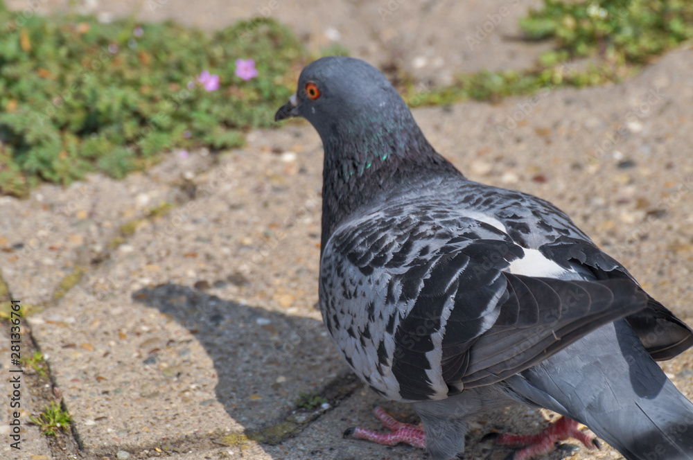 Pigeon standing peacefully on concrete mixed with gravel tiles overlooking surrounding and enjoying warm sun on warm sunny day Pigeon standing peacefully on concrete mixed with gravel tiles overlooking surrounding and enjoying warm sun on warm sunny day