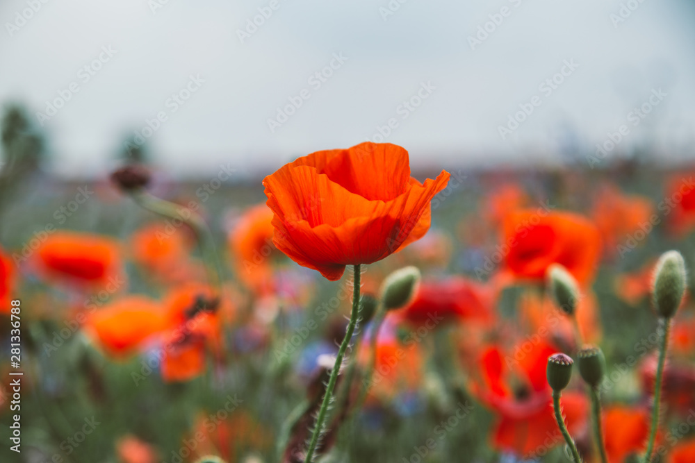 Naklejka premium rote Mohnblumen 2