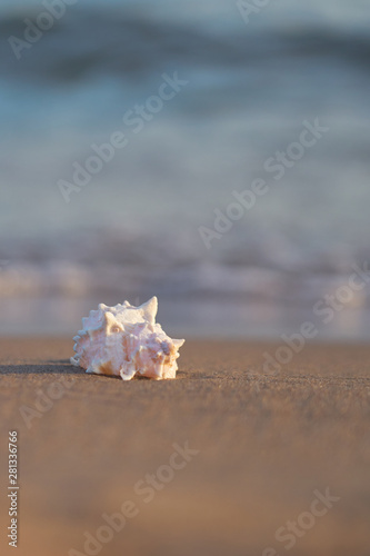 Sea shell on sandy beach with blurred sea water with waves on a background. Copy space.