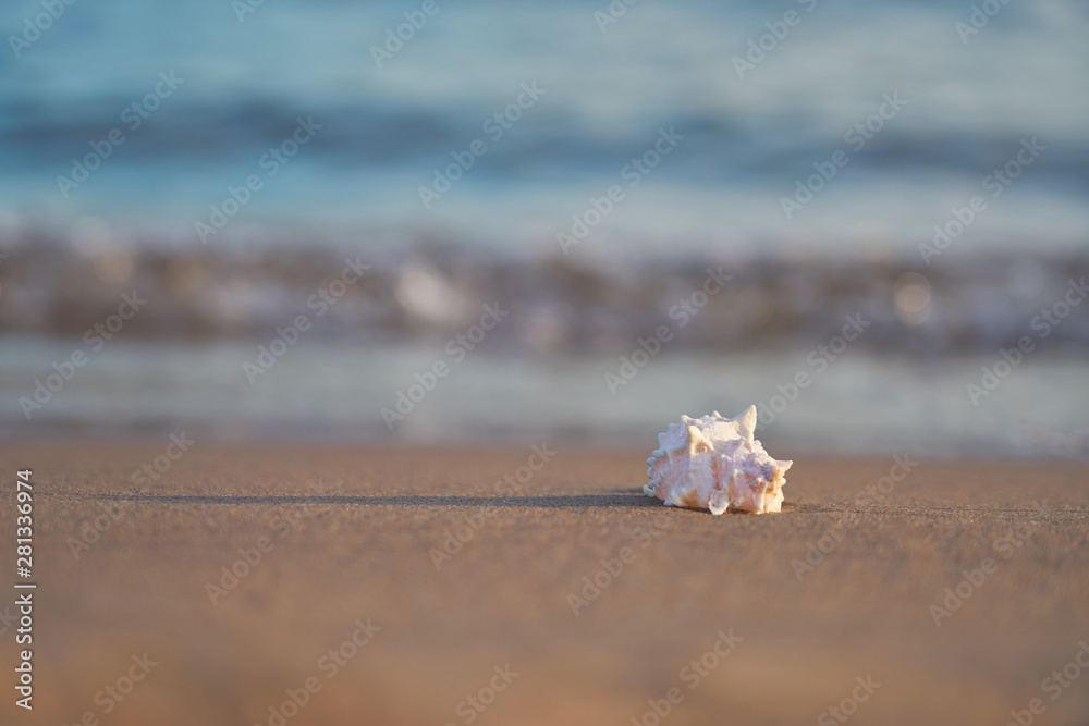 Sea shell on sandy beach with blurred sea water with waves on a background. Copy space. Sea shell on sandy beach with blurred sea water with waves on a background. Copy space.