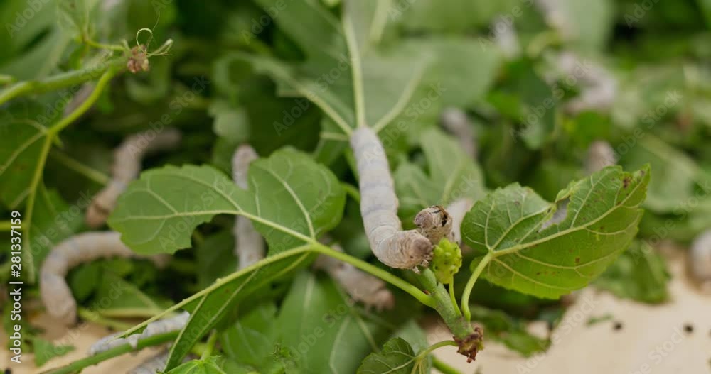 Close up silkworms on green leaf Close up silkworms on green leaf