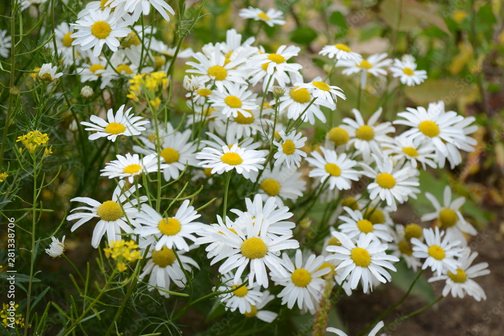 Fototapeta premium Chamomiles with yellow medium and white petals grow on the field. Beautiful delicate flowers.