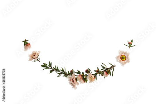 frame of white manuka tree flowers on white background with copy space