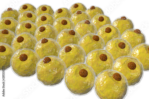 Adipocyte Human Fat Cells 3D Illustration photo