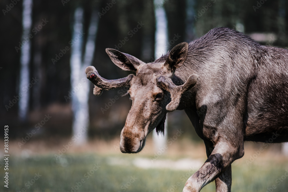 Young Moose Bull Walking Across Plain Close-Up