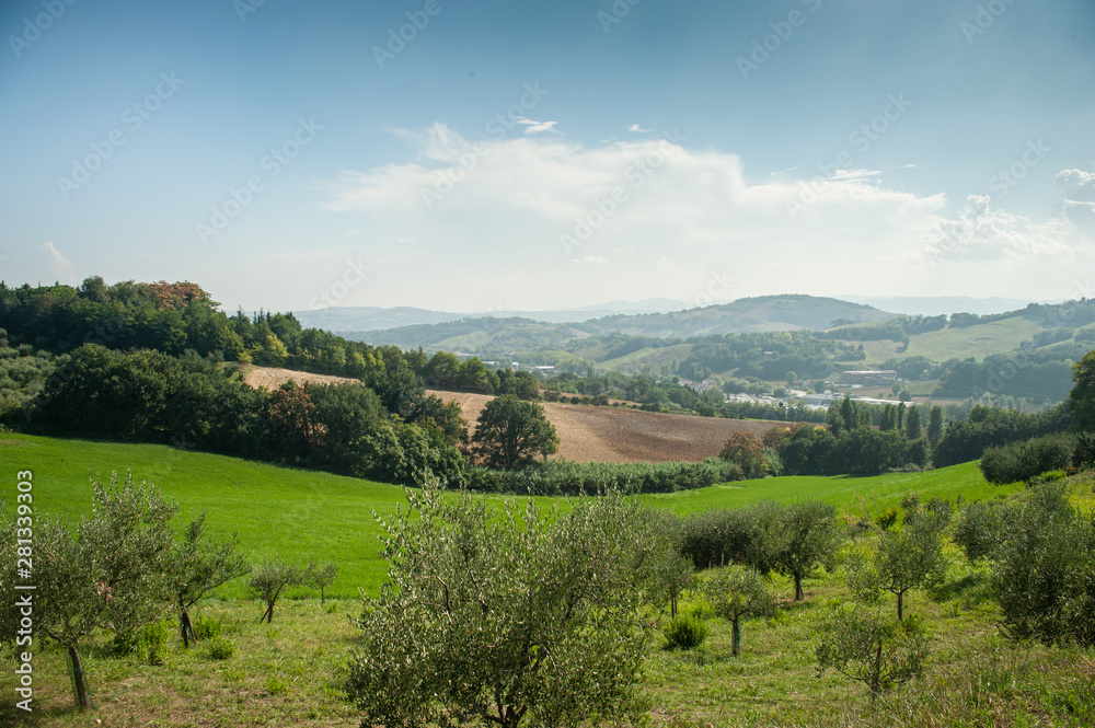 Summer Italian panoramic with olive trees