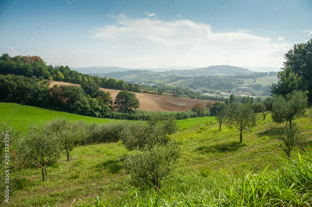Summer Italian landscape with olive trees