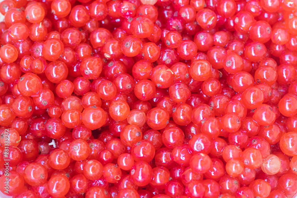 Berries red currants. Sour garden berries. Red bush berries. Berries red currants. Sour garden berries. Red bush berries.