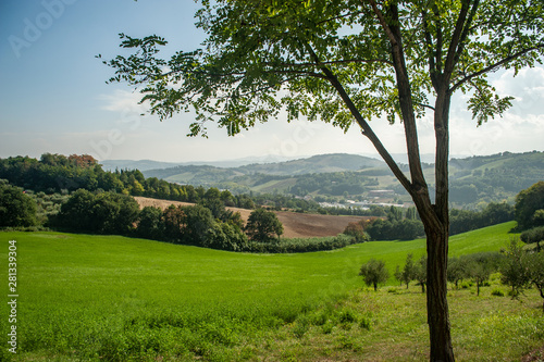 landscape with a tree above Italian valley