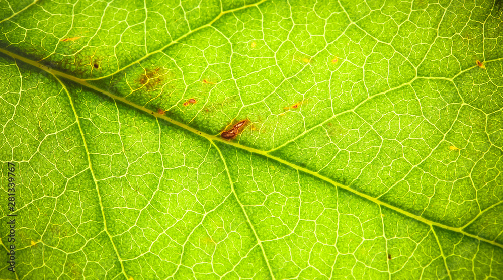 Obraz premium Natural green leaf fresh detailed rugged surface structure macro closeup photo with diagonal midrib and leaf veins, grooves and imperfections as a nature texture ecology green biology background.