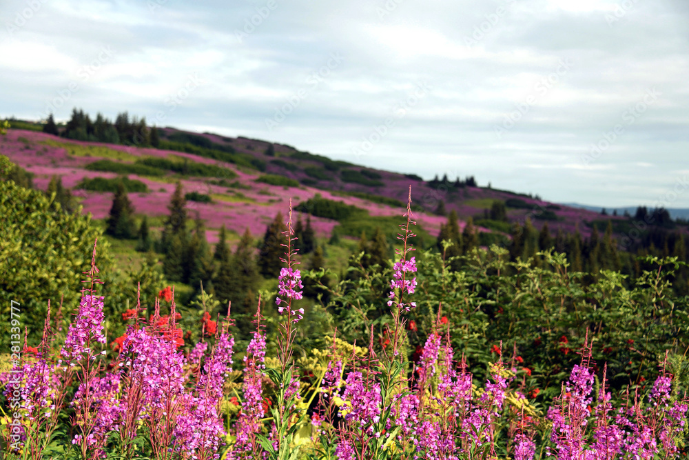 Fototapeta premium Alaska fireweed - Homer, Alaska