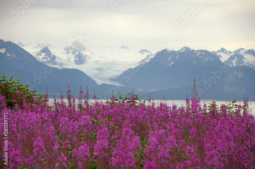 Grewingk Glacier with fireweed in the foreground - Homer, Alaska