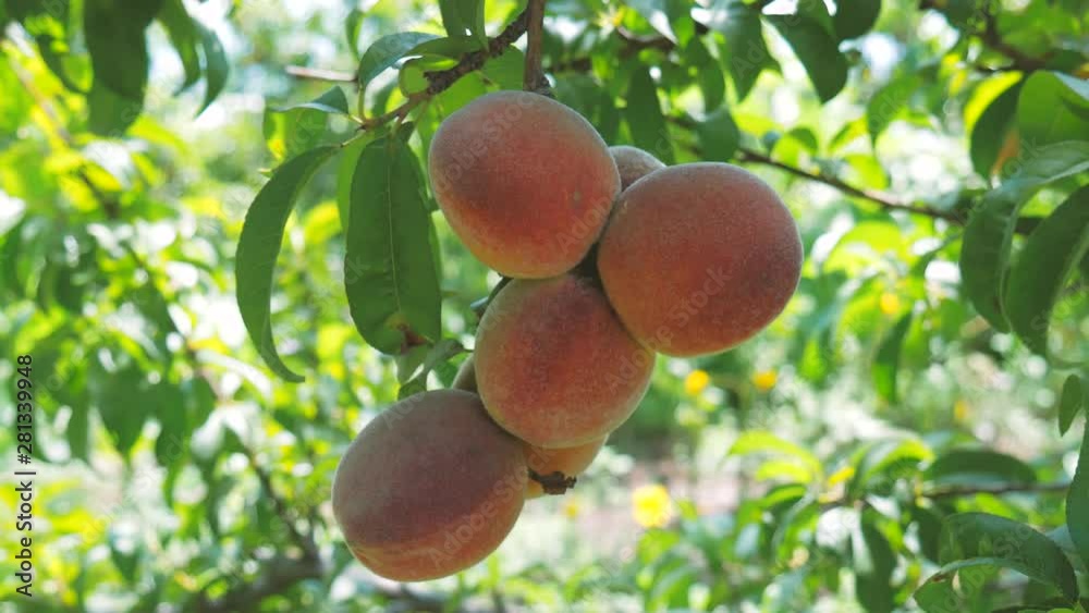 Duraznos, deliciosa fruta mexicana