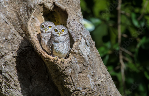 Foto Two Spotted owlet Standing on the edge of the cavity in nature.