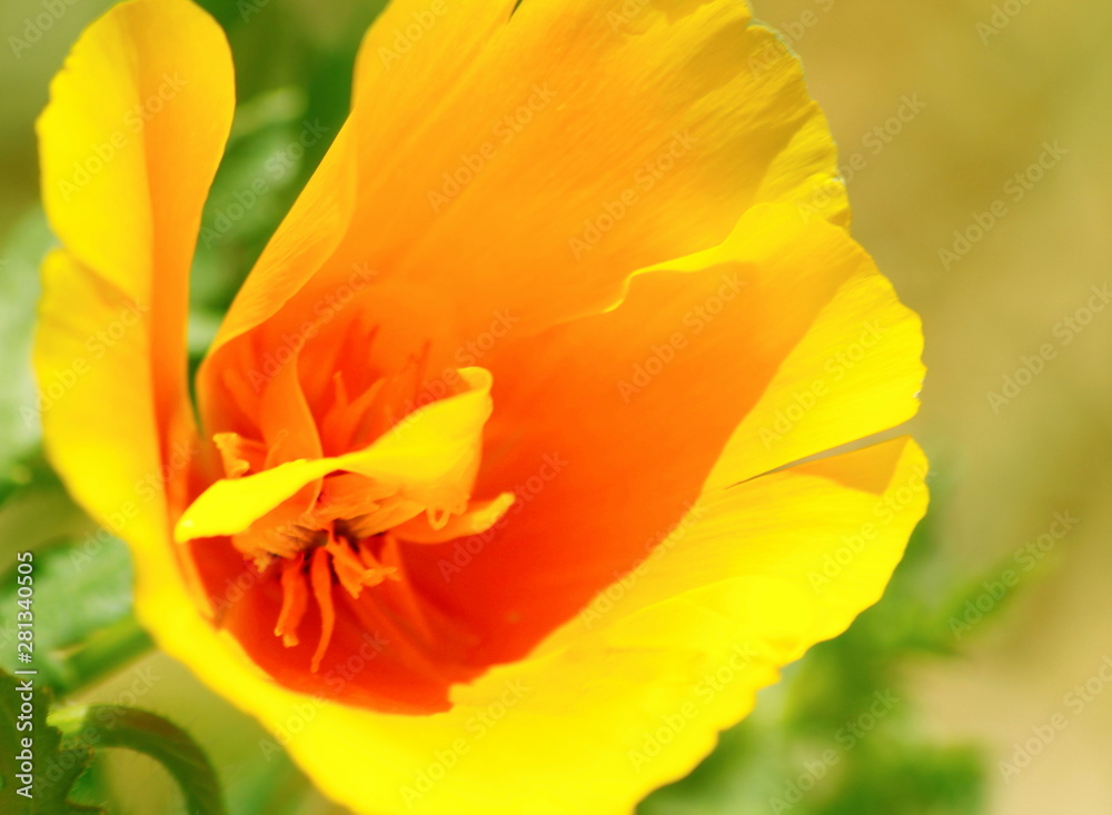 MACRO DE UNA AMAPOLA AMARILLA CON PÉTALOS ABIERTOS, pétalo, flor, anaranjada, tulipa, huerta, florecer, verde, macro, rojo, beldad, MACRO DE UNA AMAPOLA AMARILLA CON PÉTALOS ABIERTOS, pétalo, flor, anaranjada, tulipa, huerta, florecer, verde, macro, rojo, beldad,